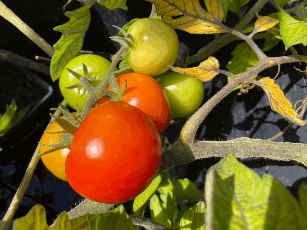 Tomatenplantjes kopen