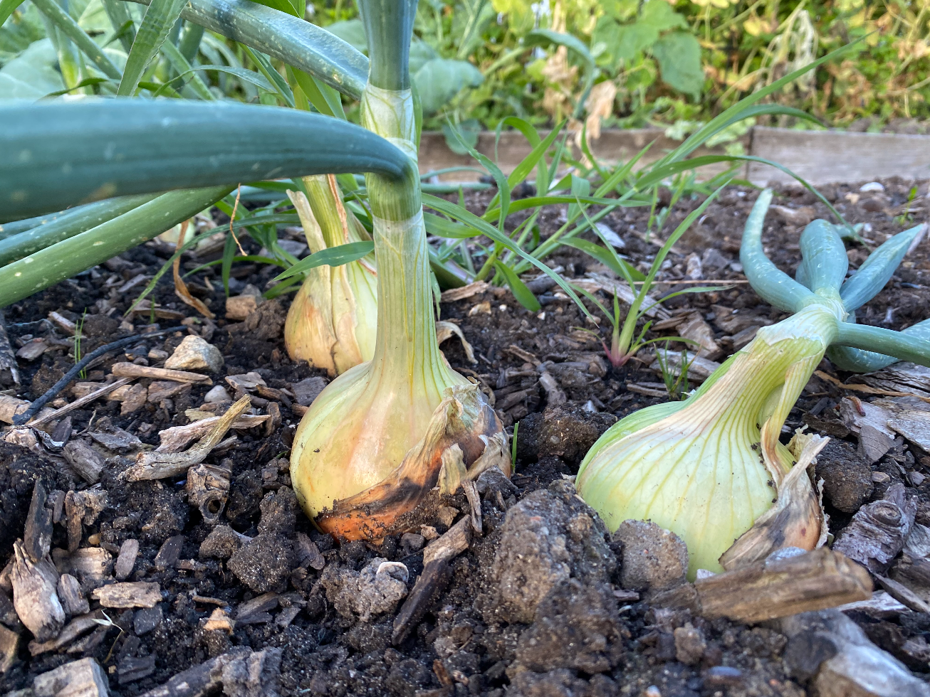 uien poten in augustus