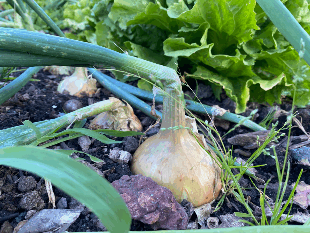 uien poten in augustus