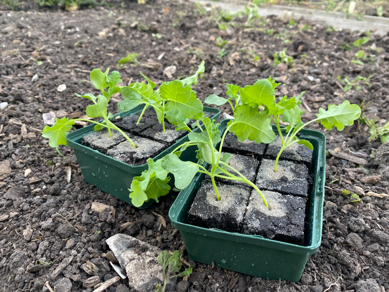 Waar kan ik boerenkool planten kopen