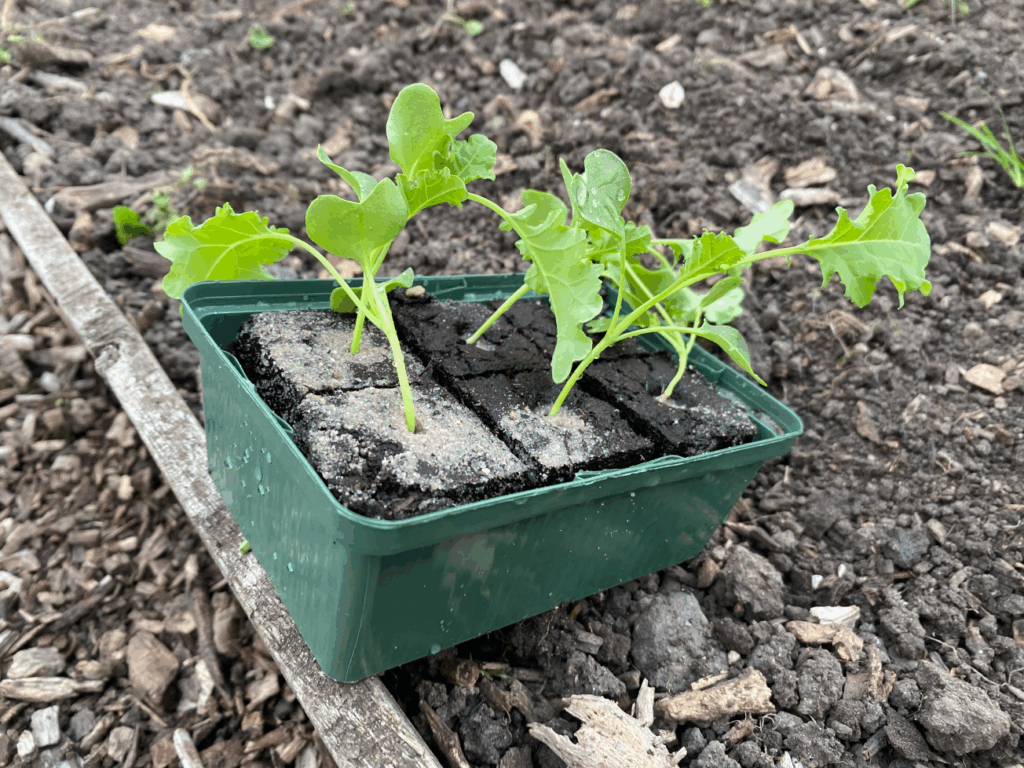 Waar kan ik boerenkool planten kopen