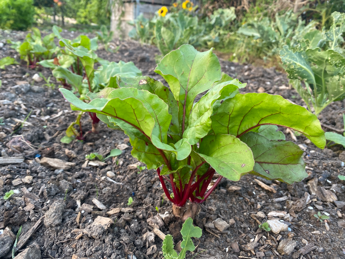 Waar kun je bieten plantjes kopen
