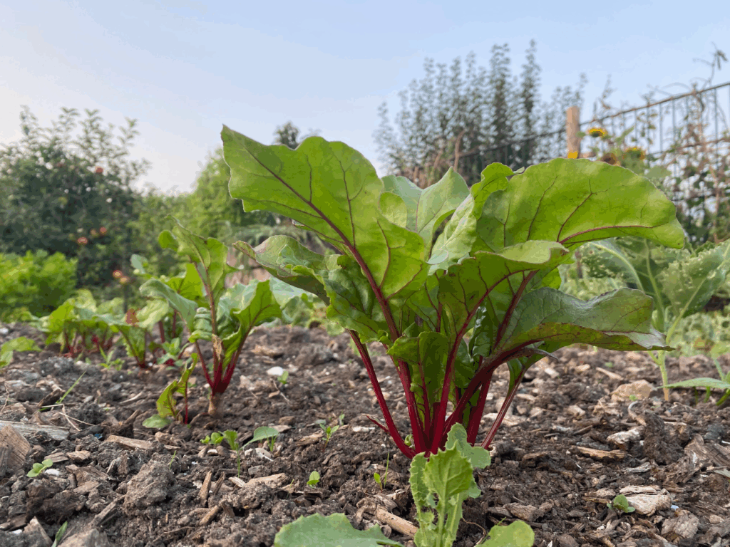 Waar kun je bieten plantjes kopen