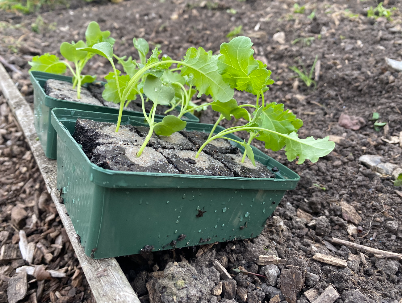 Waar kun je boerenkoolplantjes kopen