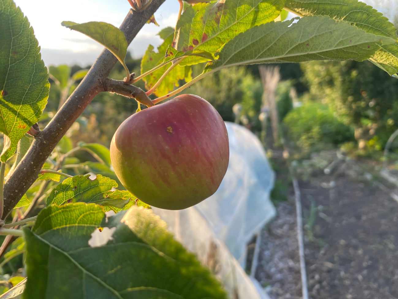 Waar kun je een appelboom kopen