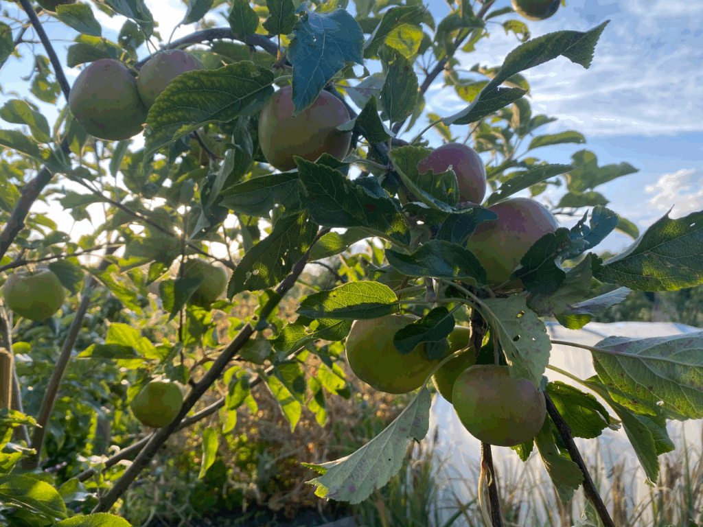 Waar kun je een appelboom kopen