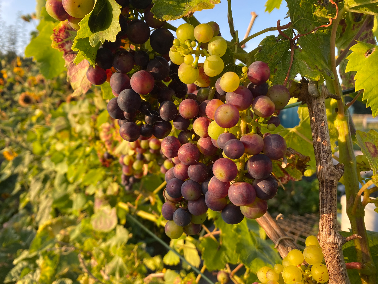 Waar kun je een druivenstruik kopen
