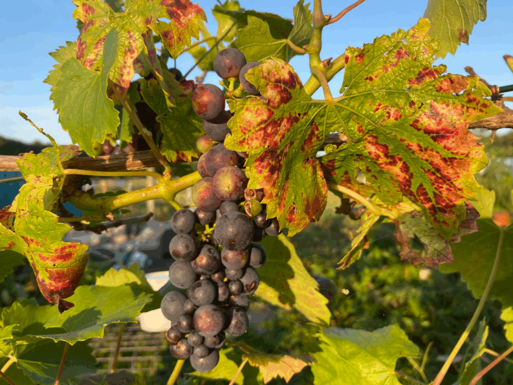 Waar kun je een druivenstruik kopen