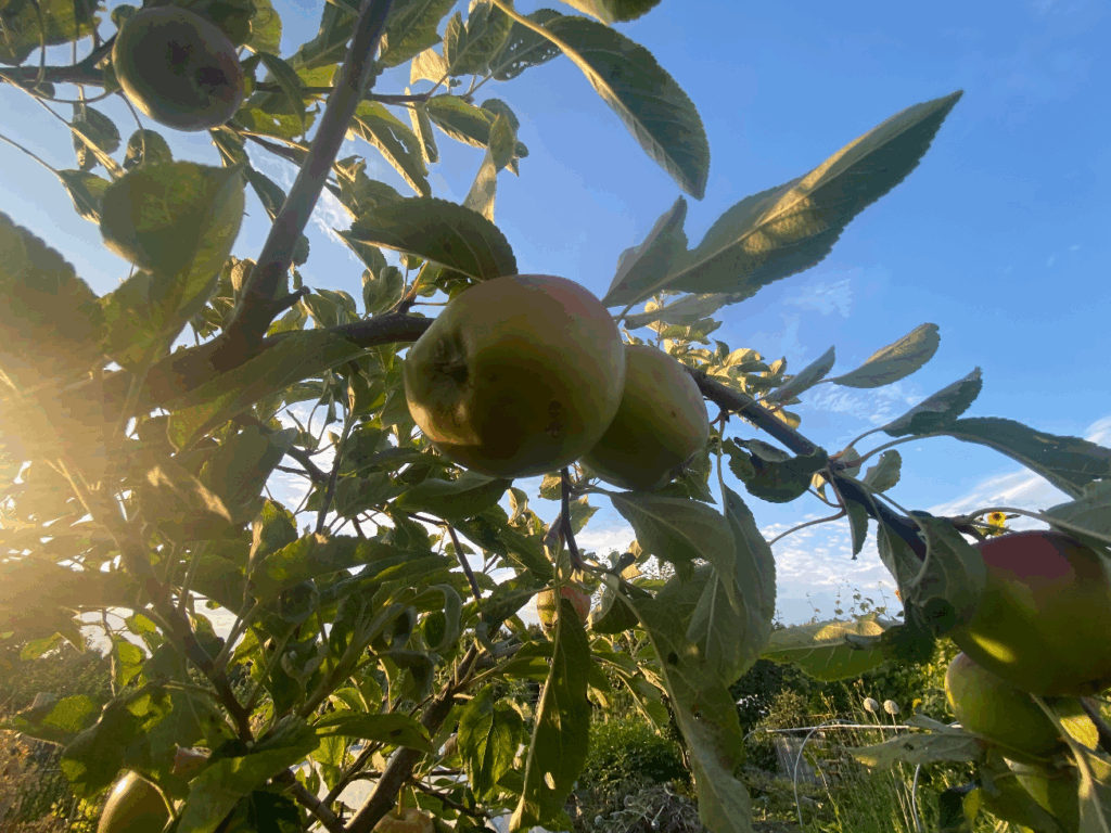 Waar kun je fruitbomen kopen