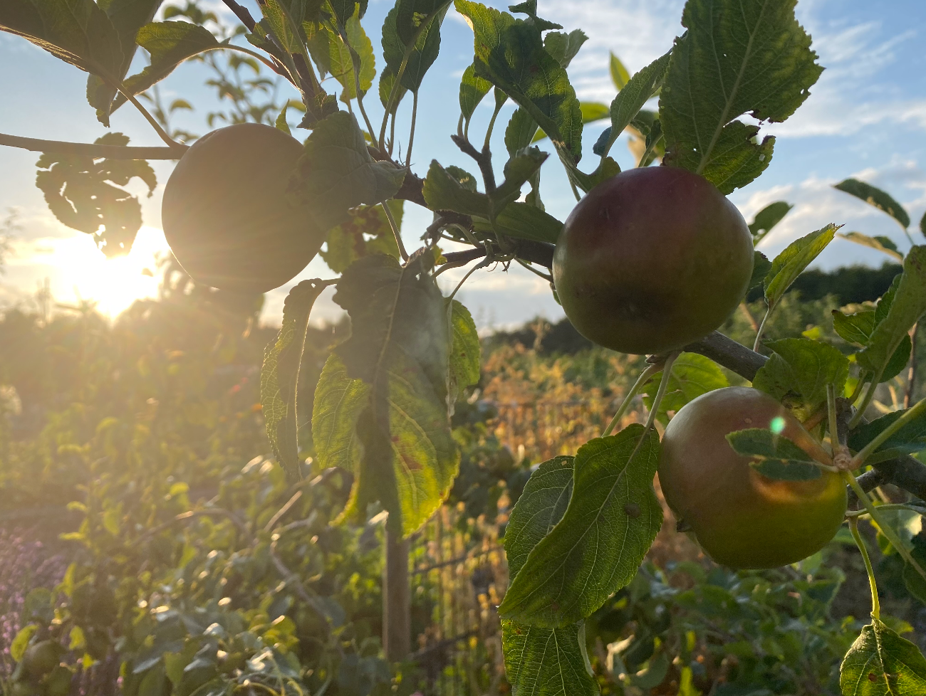 Waar kun je fruitbomen kopen