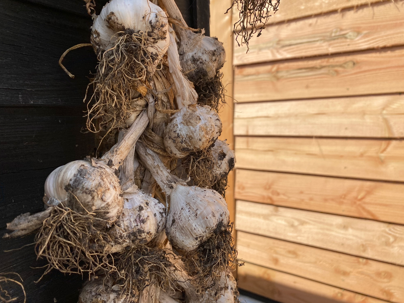Waarom knoflook vlechten