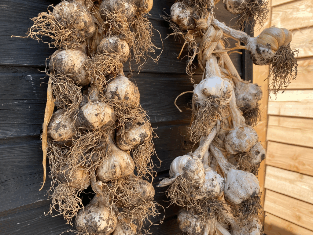 Waarom knoflook vlechten