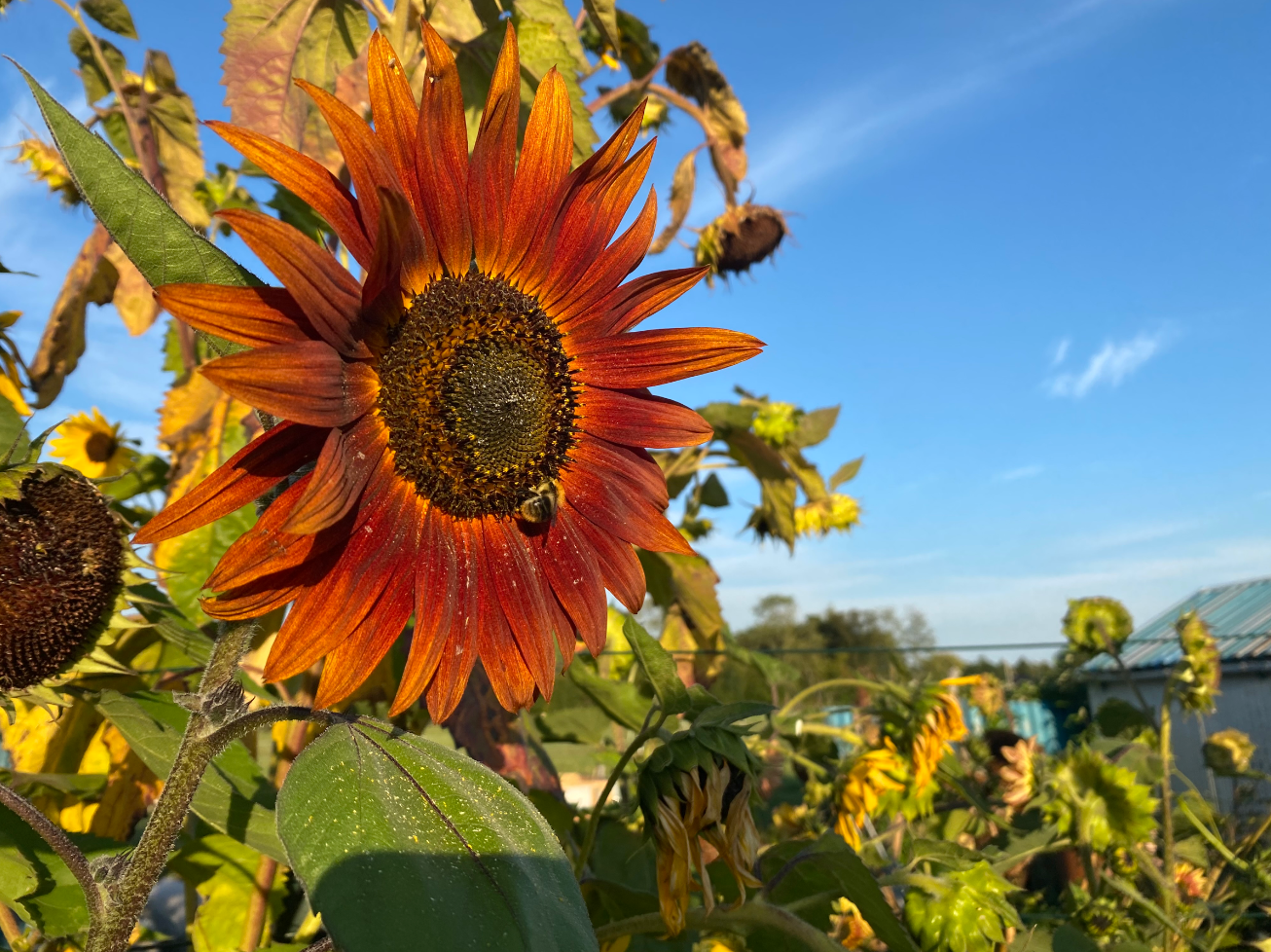 Waarom word mijn zonnebloem rood