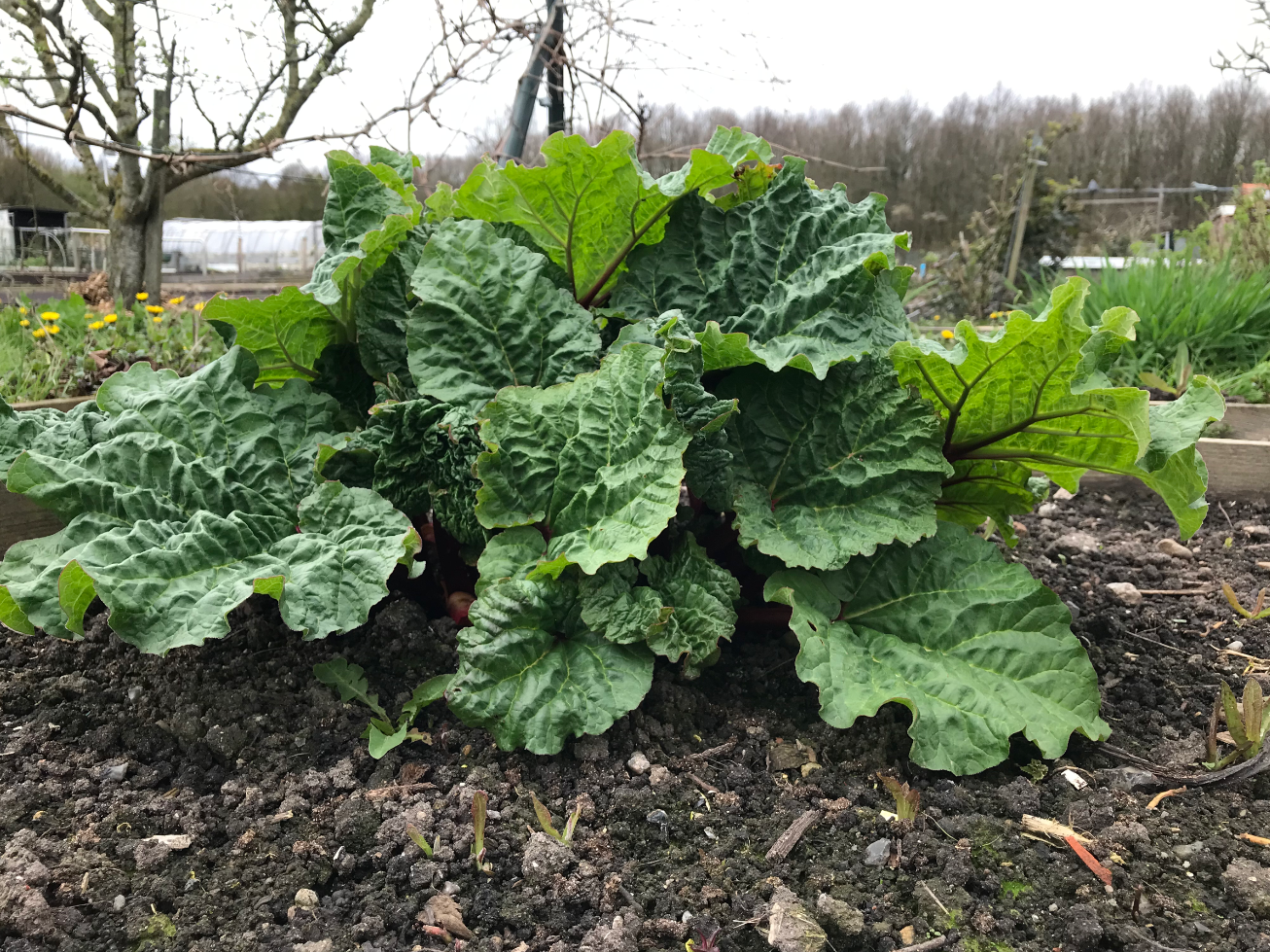 Wanneer begint het rabarberseizoen