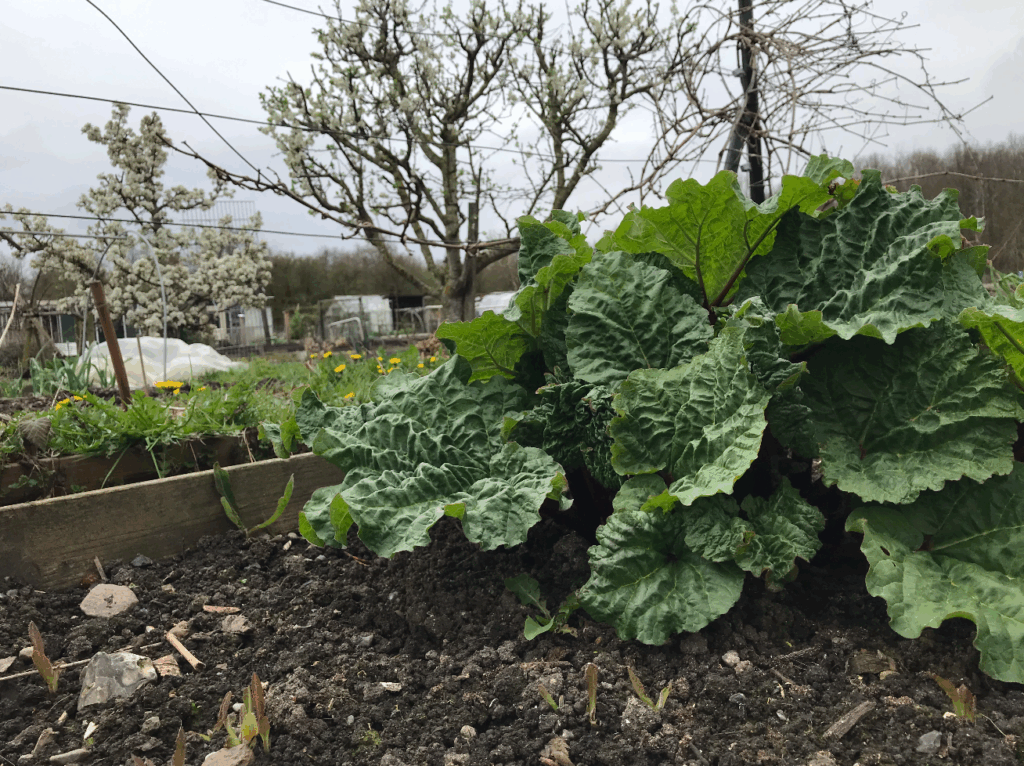 Wanneer begint het rabarberseizoen