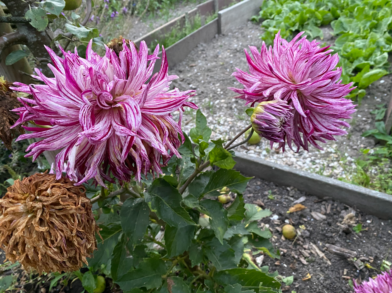 wanneer dahlia planten
