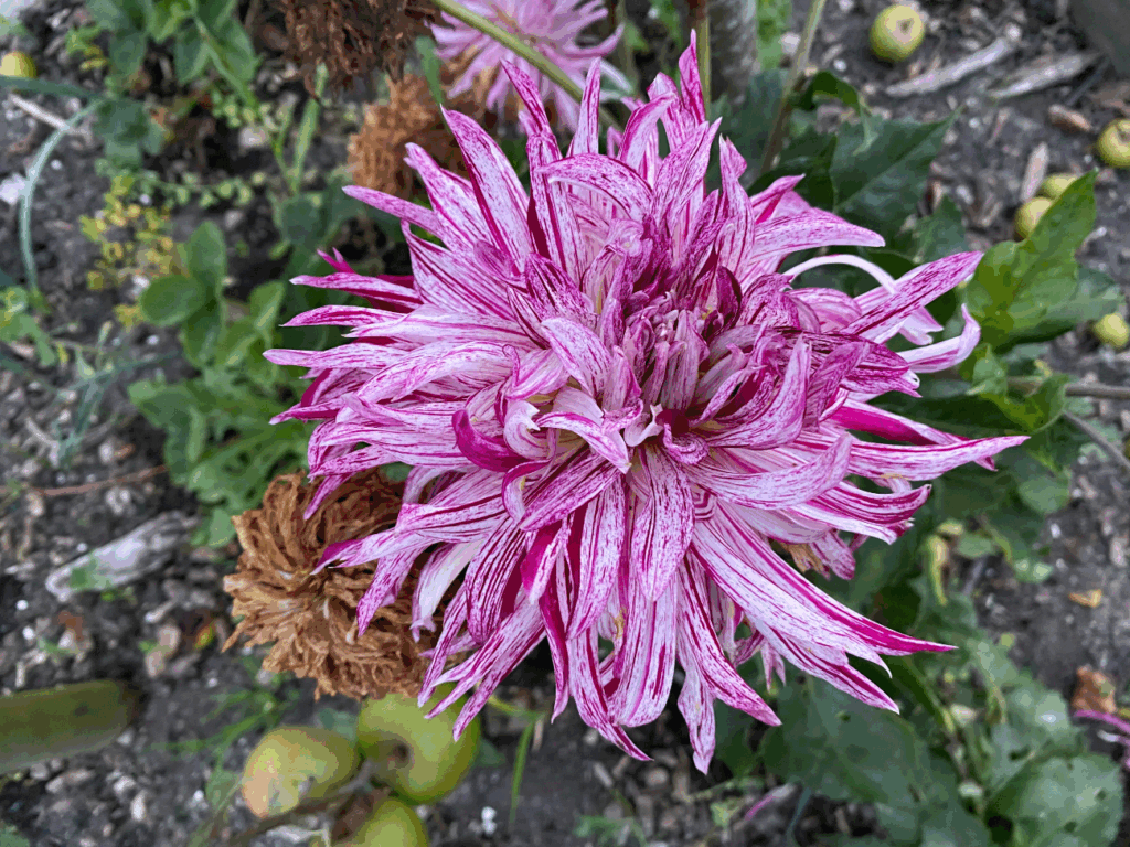 wanneer dahlia planten
