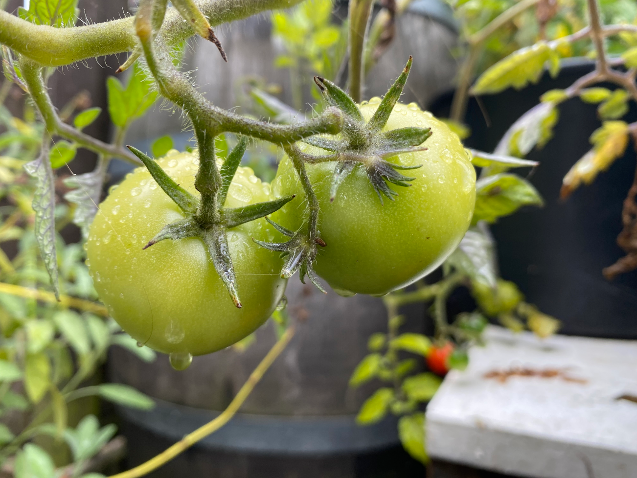 Wanneer een tomatenplant kopen