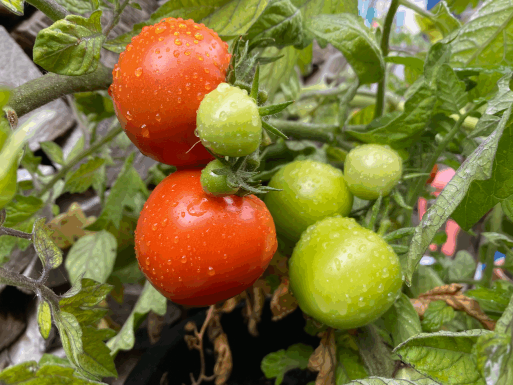 Wanneer een tomatenplant kopen