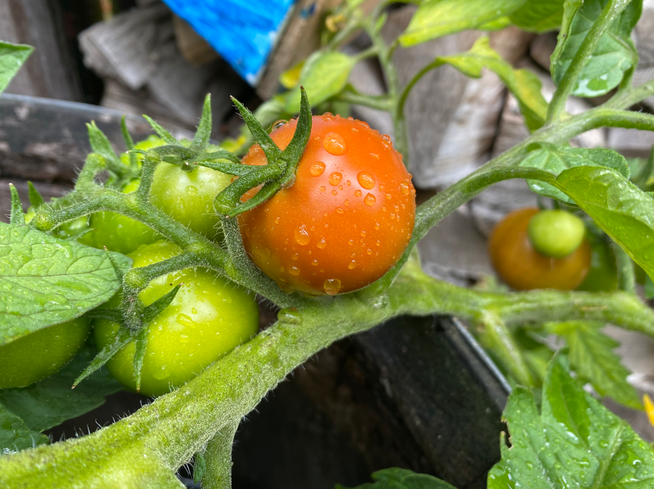 Wanneer geef je tomaten water