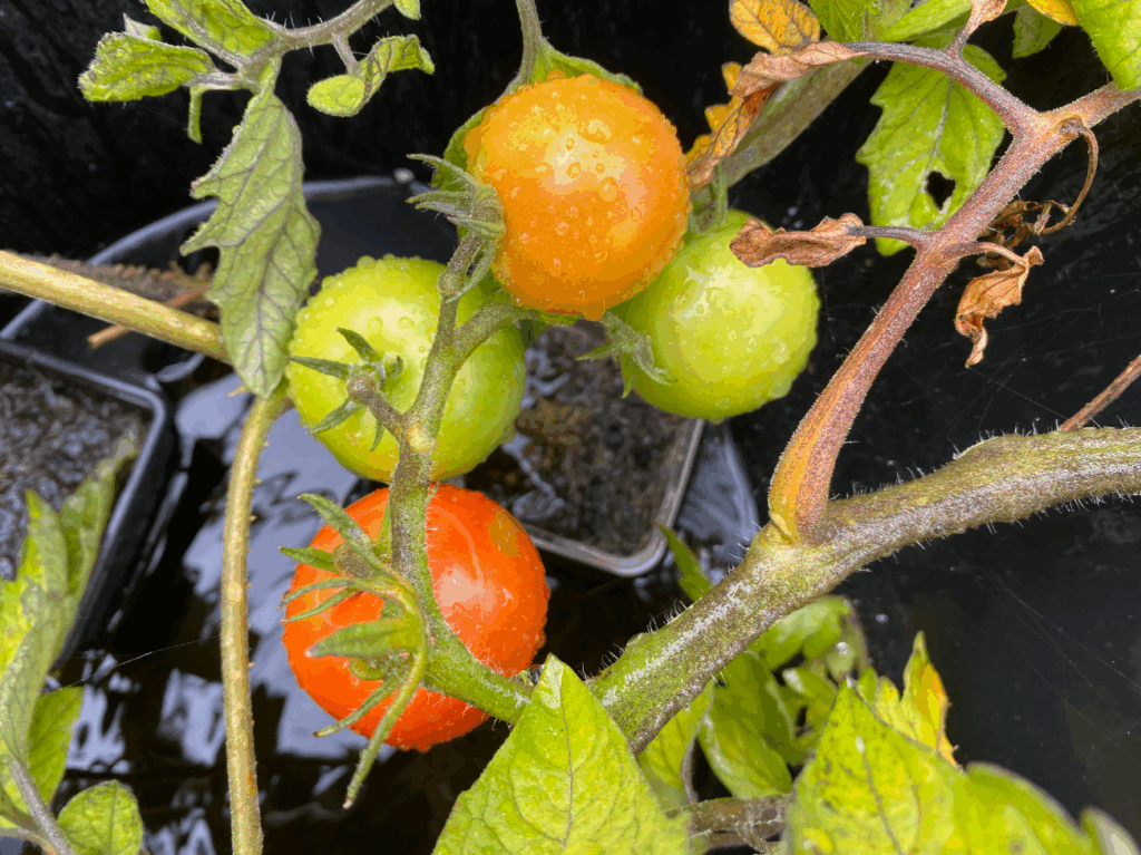 Wanneer geef je tomaten water