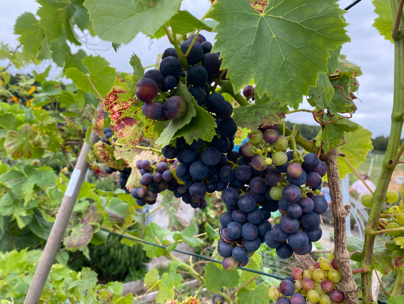 Wanneer kan ik druiven aanplanten