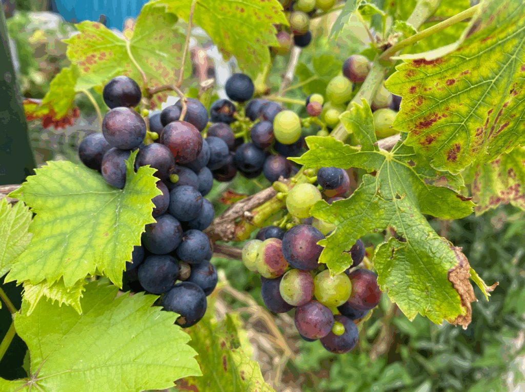 Wanneer kan ik druiven aanplanten