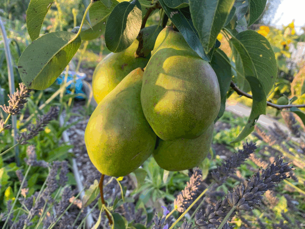Wanneer kan ik peren van mijn perenboom kweken