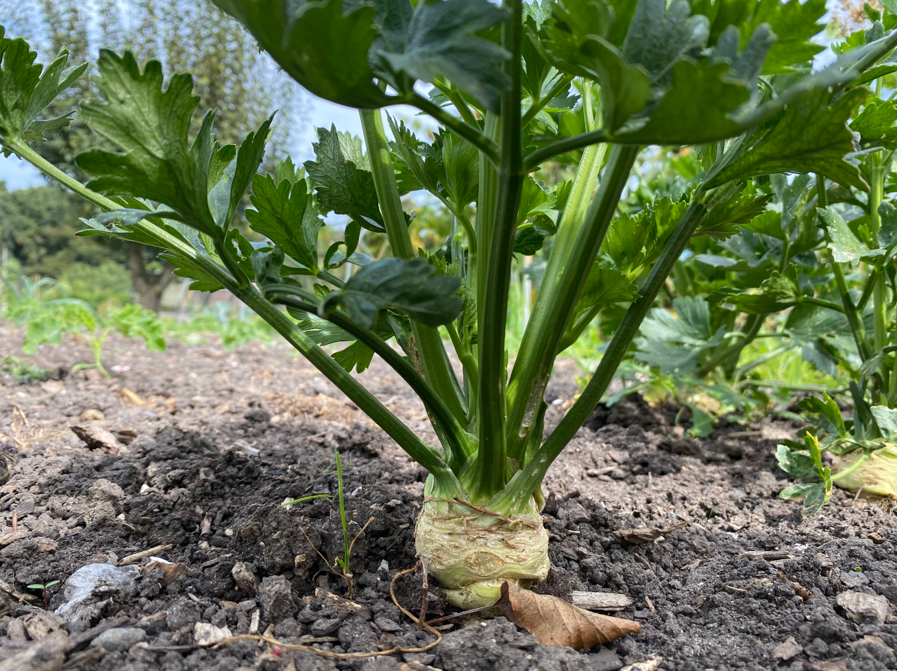 Wanneer knolselderij oogsten