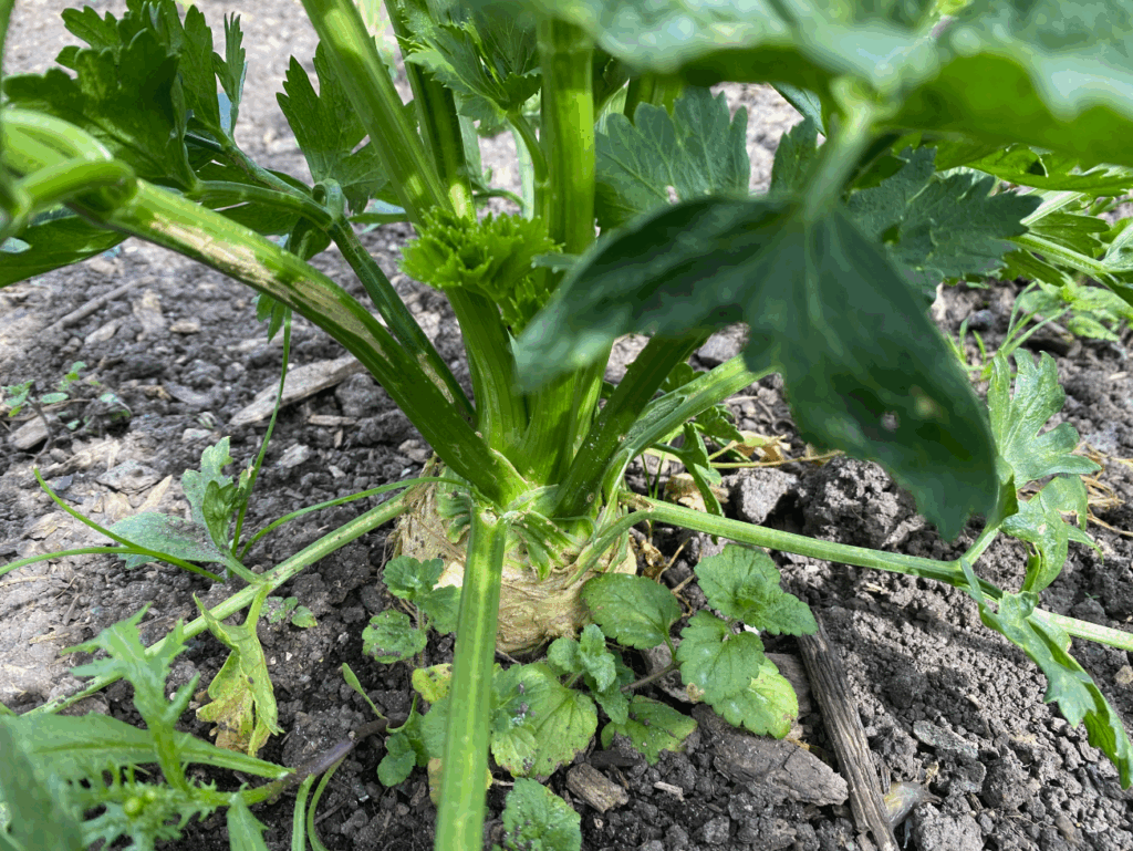 Wanneer knolselderij oogsten