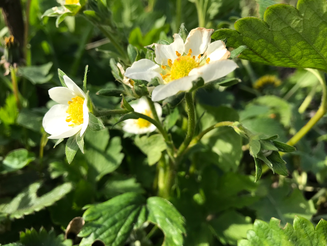 Wanneer kun je aardbeien het beste planten