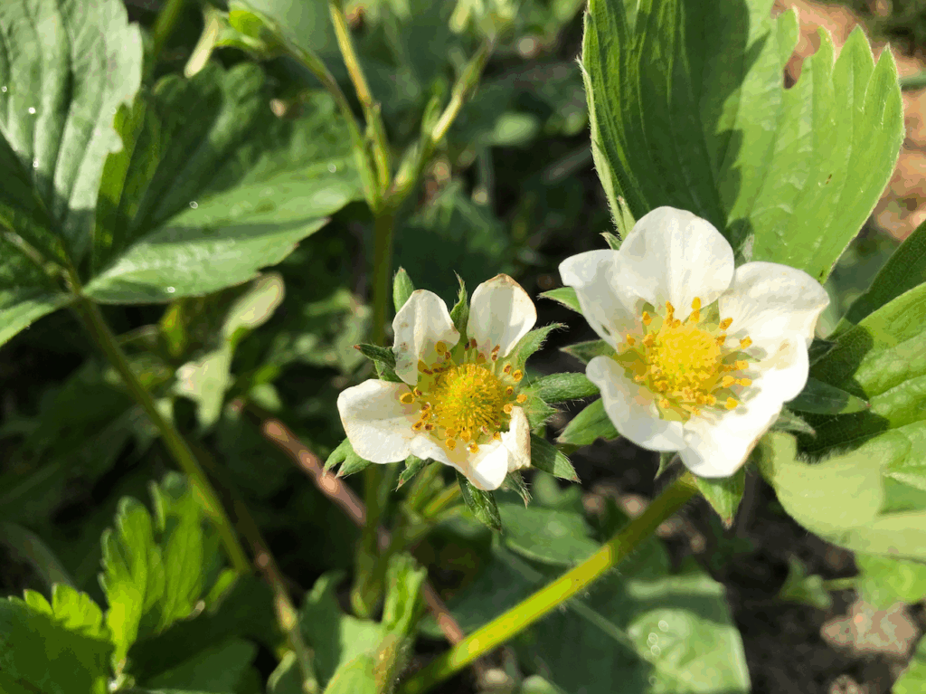 Wanneer kun je aardbeien het beste planten