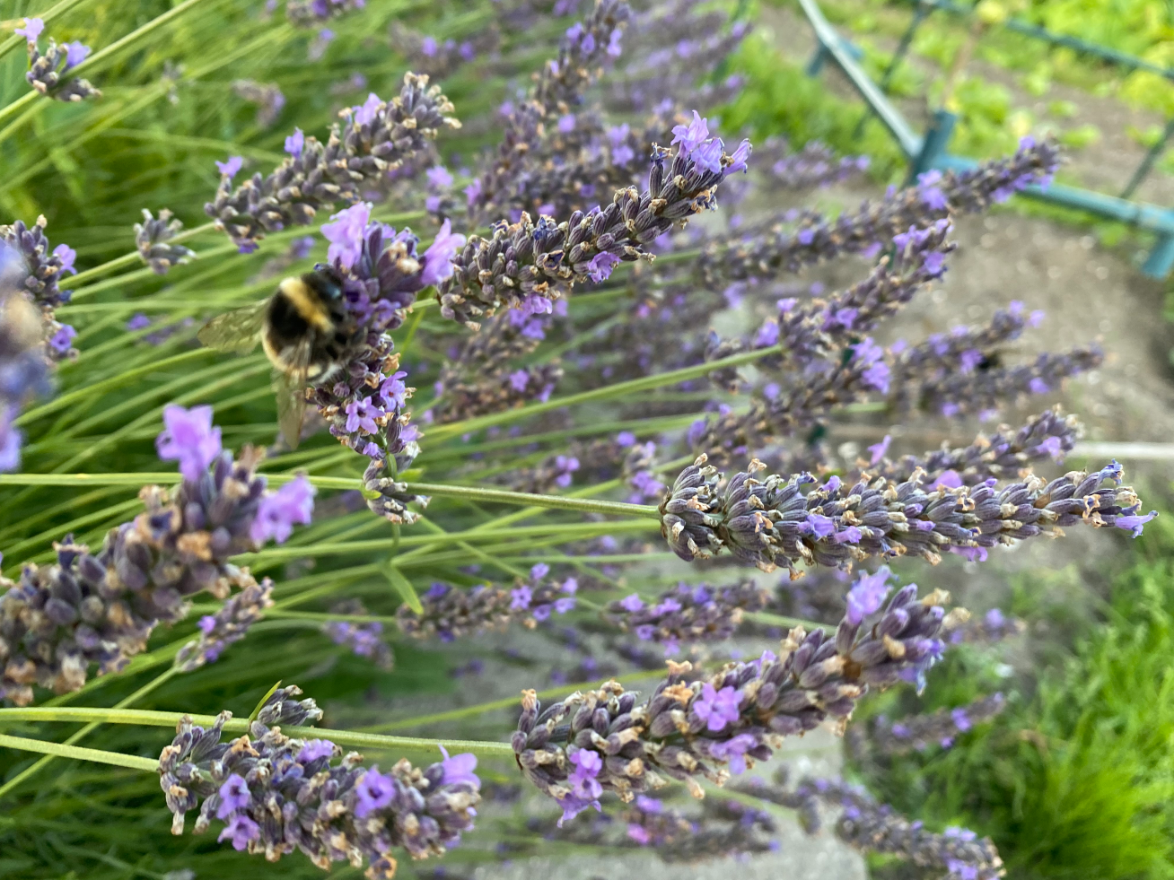 Wanneer lavendel snoeien