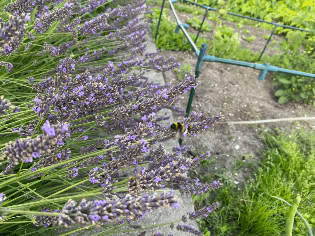 Wanneer lavendel snoeien