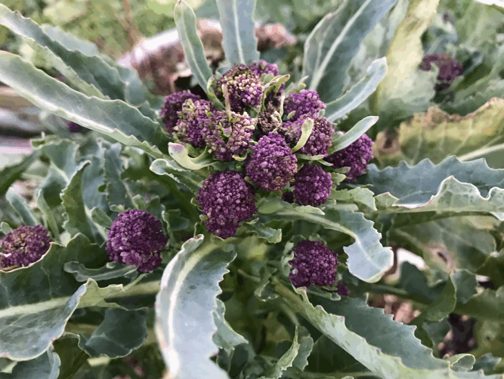 Wanneer paarse broccoli oogsten