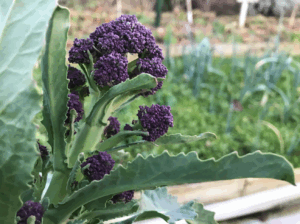 Wanneer paarse broccoli oogsten