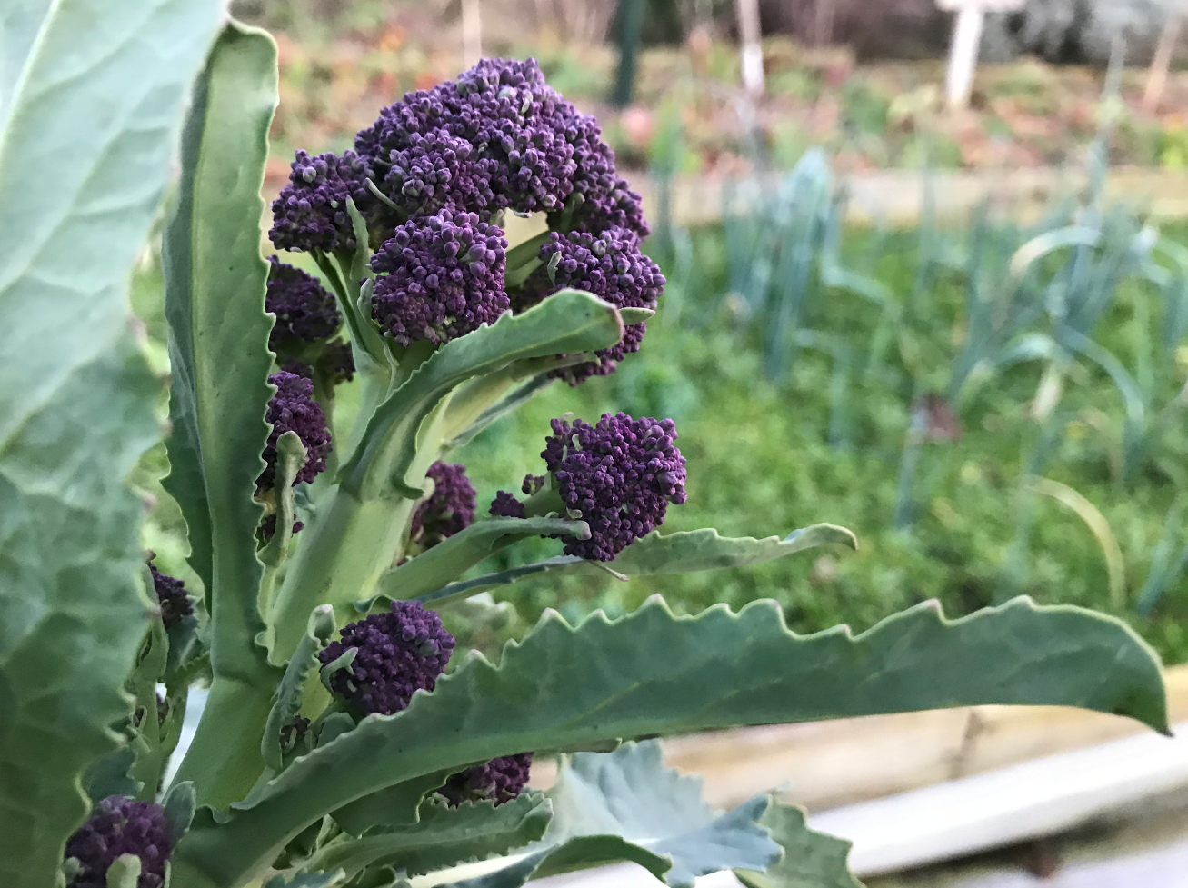 Wanneer paarse broccoli oogsten