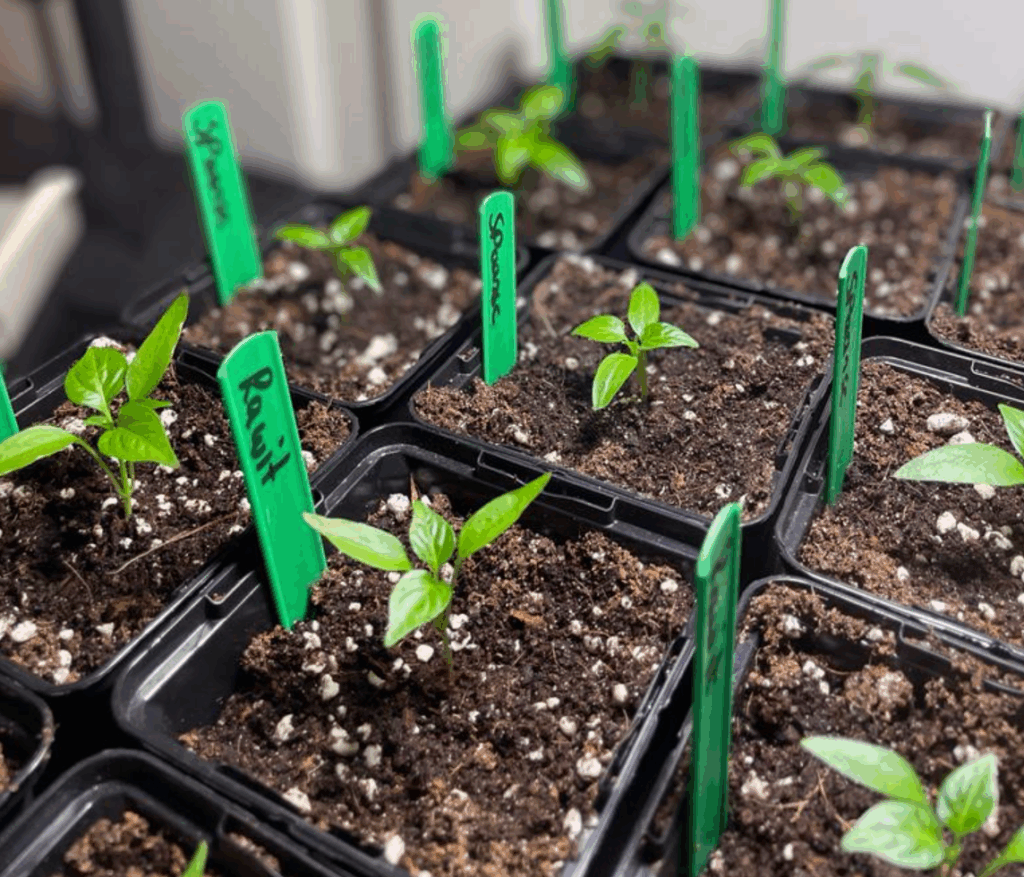 Wanneer paprika's en pepers zaaien