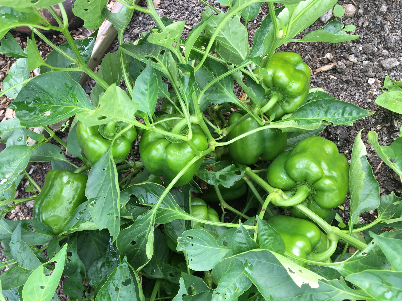 Wanneer Paprika's oogsten