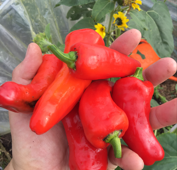 Wanneer Paprika's oogsten