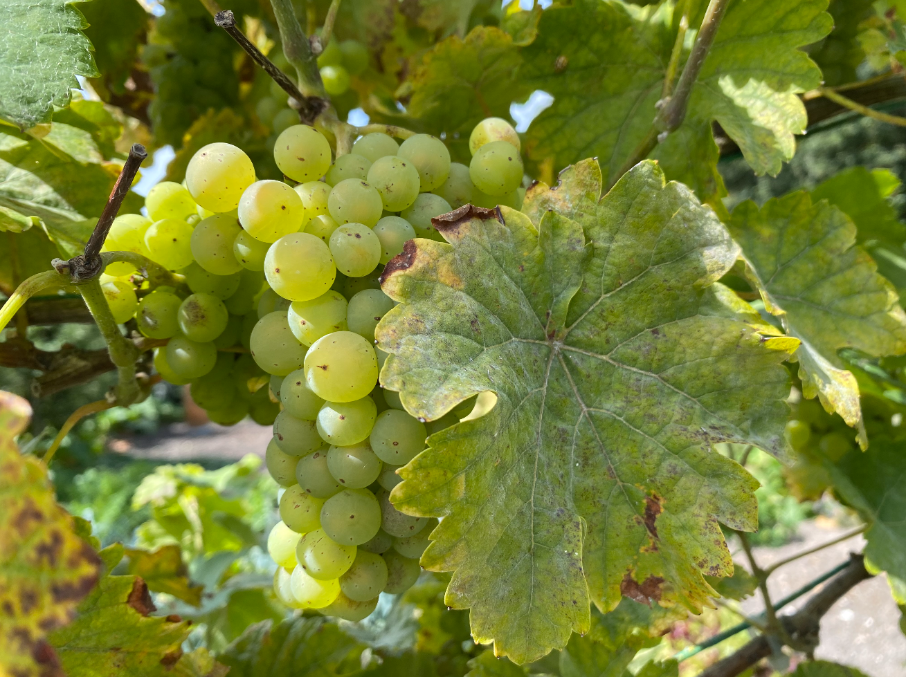 Wanneer zijn druiven rijp om te plukken