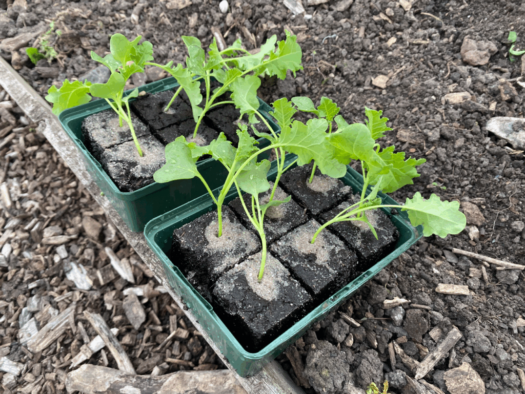 Wat is de beste tijd om boerenkool te planten