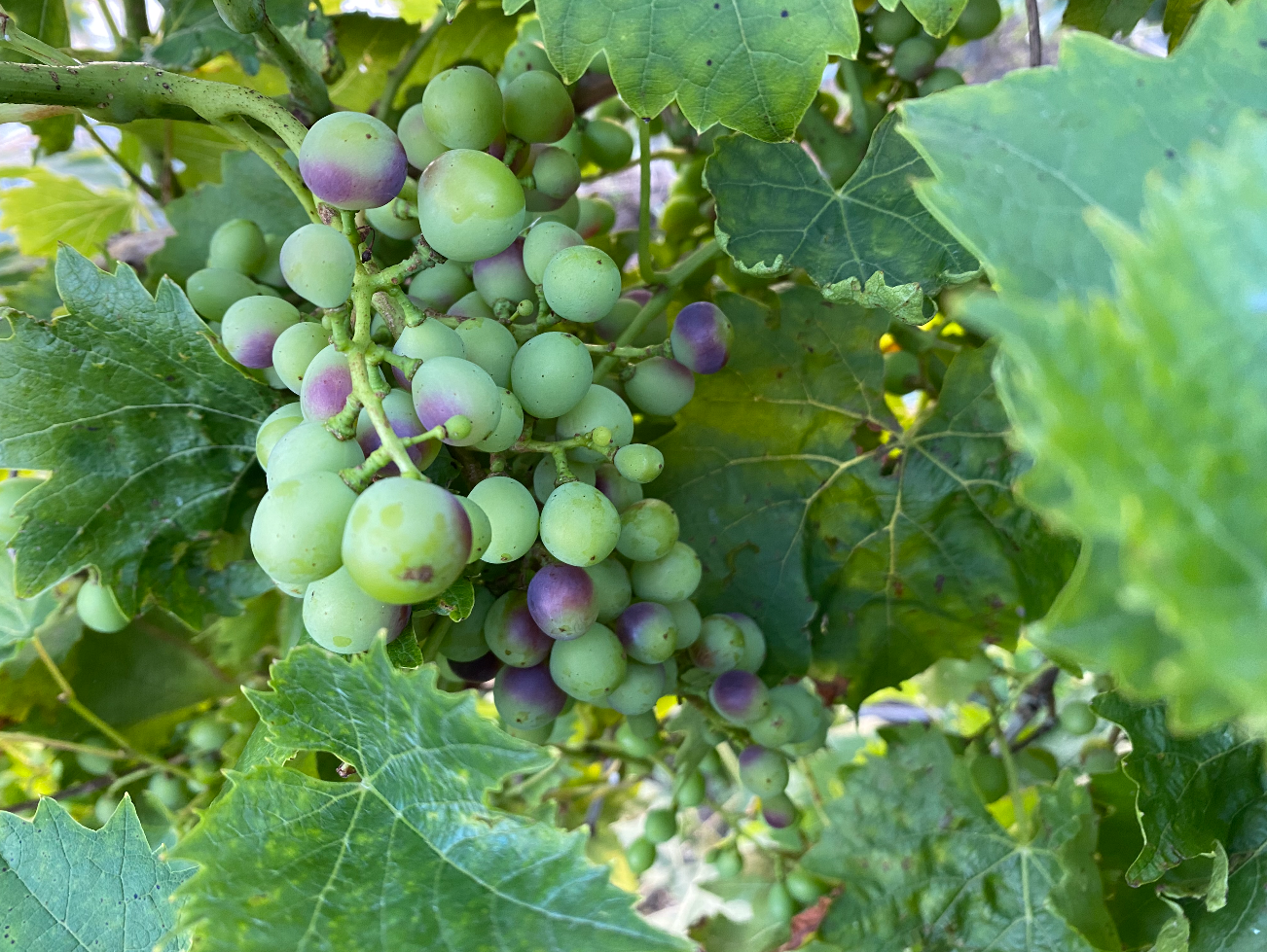 Wat is de beste tijd een een druif te planten