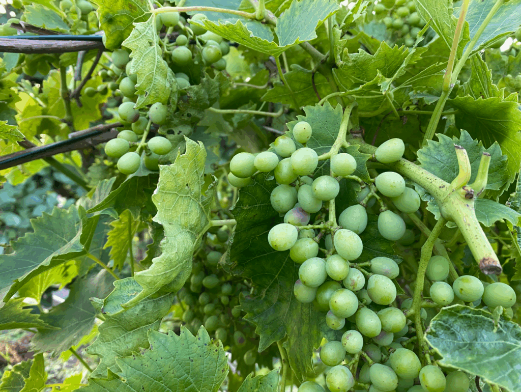 Wat is de beste tijd een een druif te planten
