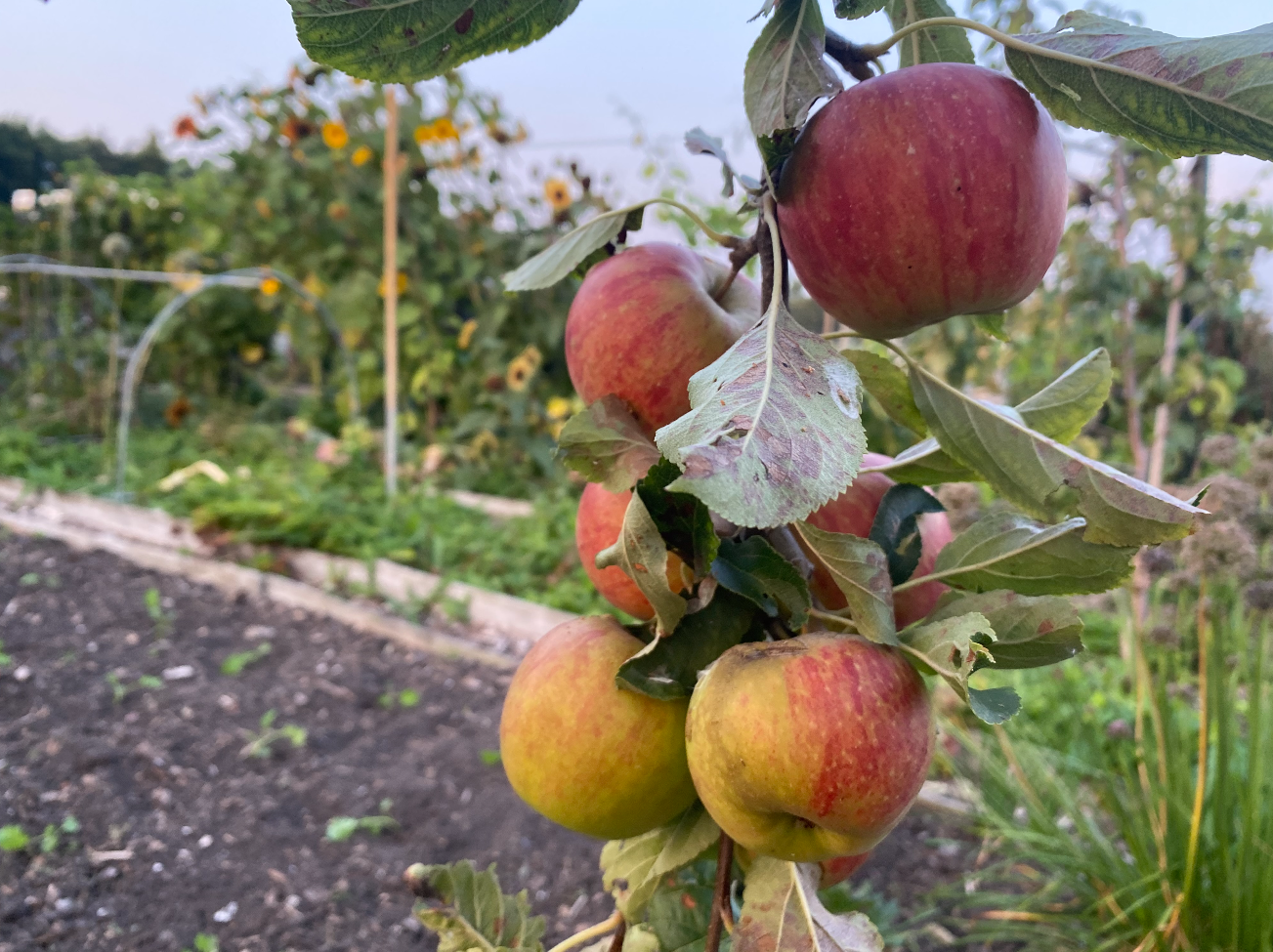 Wat is een fruitpluktuin