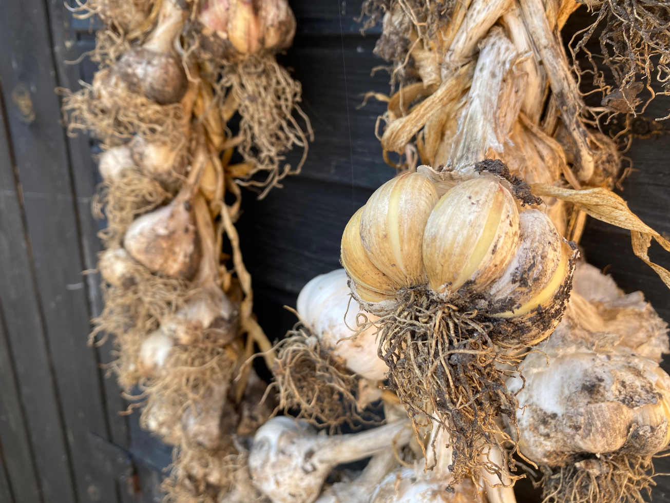 Wat moet ik doen na het oogsten van knoflook