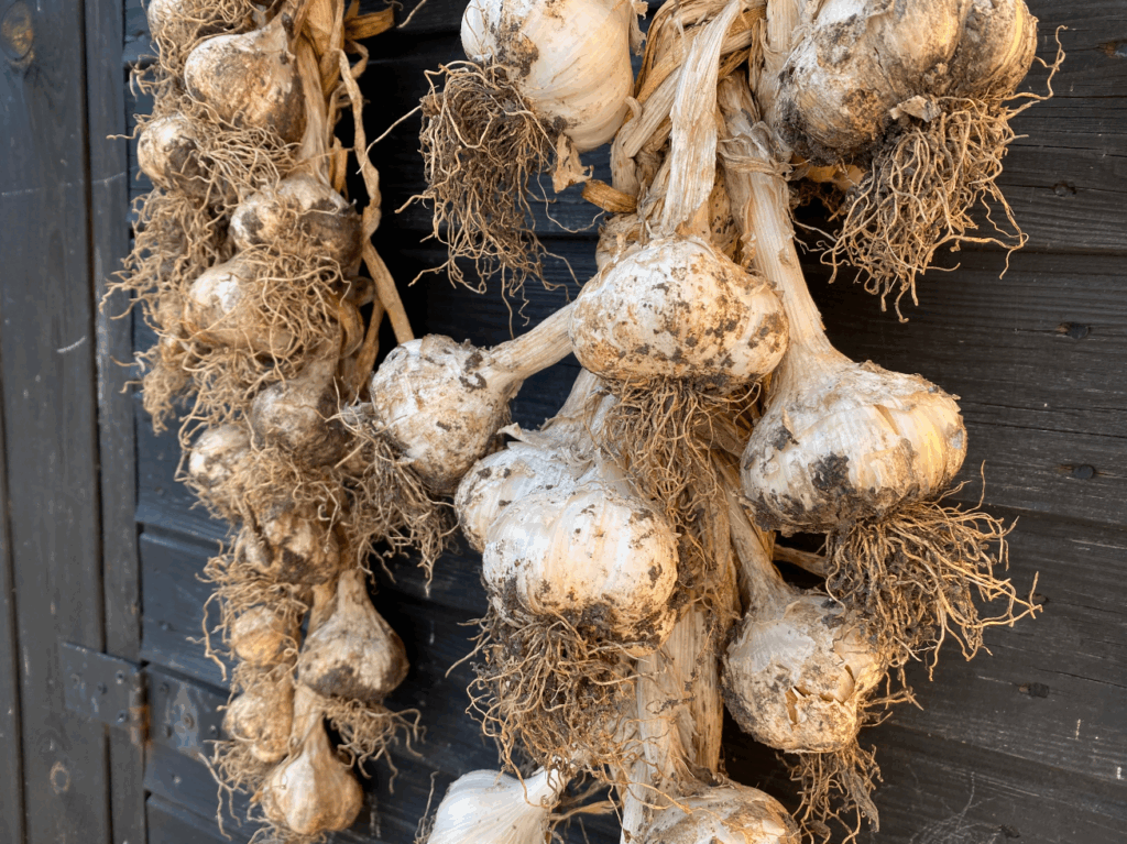 Wat moet ik doen na het oogsten van knoflookWat moet ik doen na het oogsten van knoflook