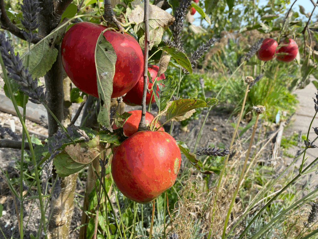 Wat moet je niet naast appelbomen planten