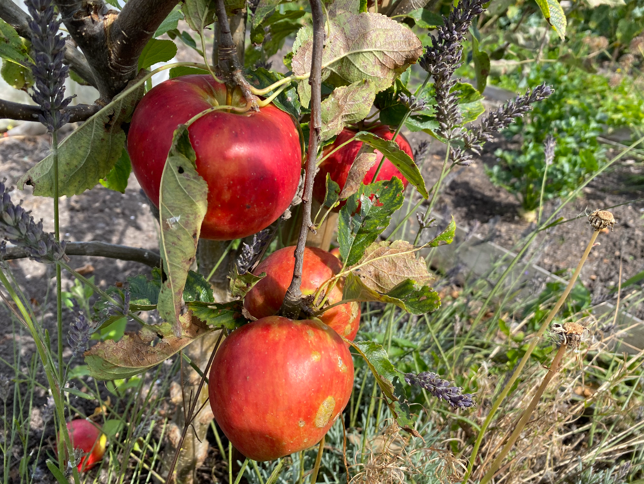 Wat moet je niet naast appelbomen planten