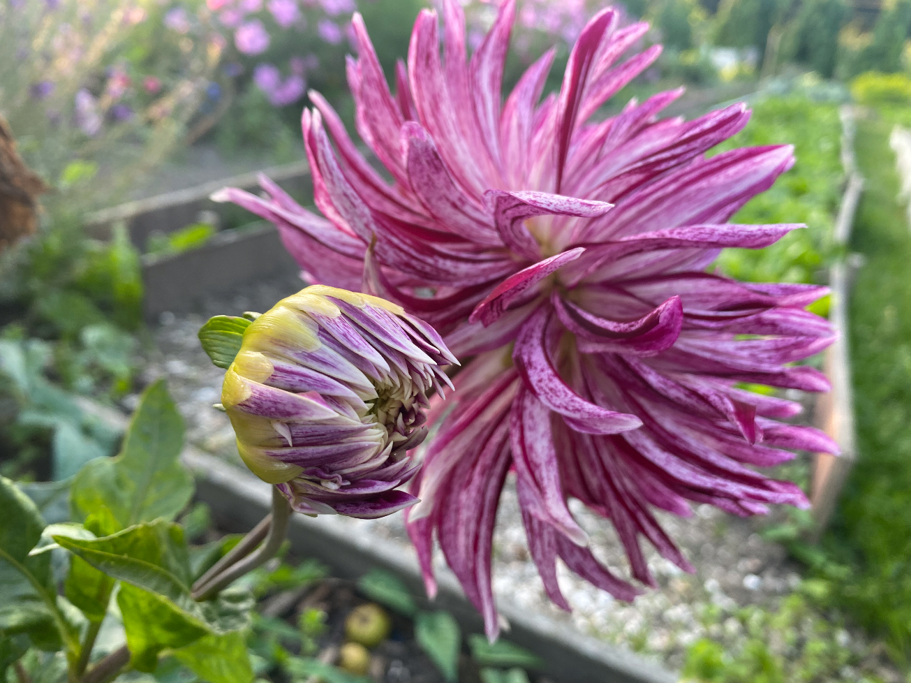 Wat te doen met dahlia’s in de winter